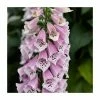 Digitalis 'Dalmatian Rose' | 3L Pot -Cheap July Plants Store P50085 main image 036f