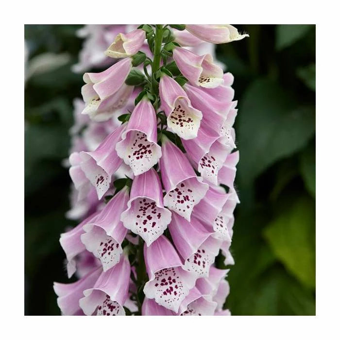 Digitalis 'Dalmatian Rose' | 3L Pot 3 Digitalis 'Dalmatian Rose' | 3L Pot