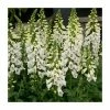 Digitalis 'Dalmatian White' | 3L Pot 2 Digitalis 'Dalmatian White' | 3L Pot -Cheap July Plants Store P50086 main image 51d1