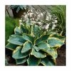 Hosta 'Frances Williams' | 3L Pot -Cheap July Plants Store P50097 main image f5ad
