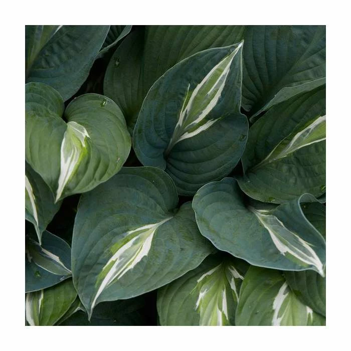 Hosta 'Snake Eyes' | 3L Pot 3 Hosta 'Snake Eyes' | 3L Pot