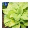Hosta 'Stained Glass' Bulb | Top Size | Plantain Lily 1 Hosta 'Stained Glass' Bulb | Top Size | Plantain Lily -Cheap July Plants Store P50101 main image c065 5899