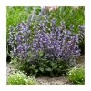Nepeta 'Purrsian Blue' | 3L Pot 2 Nepeta 'Purrsian Blue' | 3L Pot -Cheap July Plants Store P50106 main image 01de