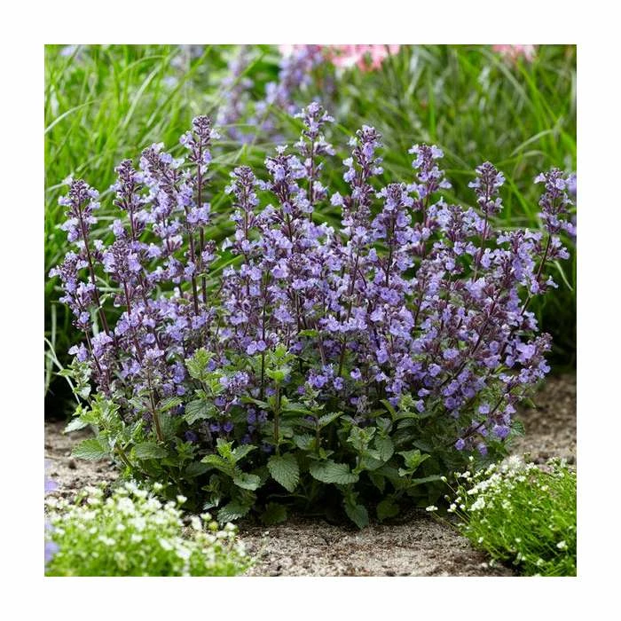 Nepeta 'Purrsian Blue' | 3L Pot 3 Nepeta 'Purrsian Blue' | 3L Pot