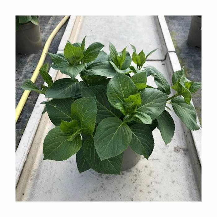 Hydrangea 'Rendez-vous French Cancan Rose' | 5L Pot 3 Hydrangea 'Rendez-vous French Cancan Rose' | 5L Pot