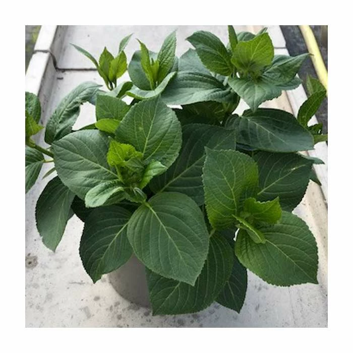 Hydrangea 'You & Me Romance Blue' | 5L Pot 3 Hydrangea 'You & Me Romance Blue' | 5L Pot