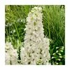 Delphinium 'Magic Fountain Pure White'