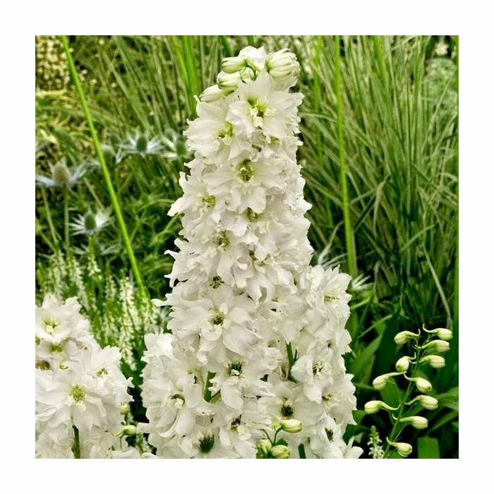 Delphinium 'Magic Fountain Pure White' 3 Delphinium 'Magic Fountain Pure White'