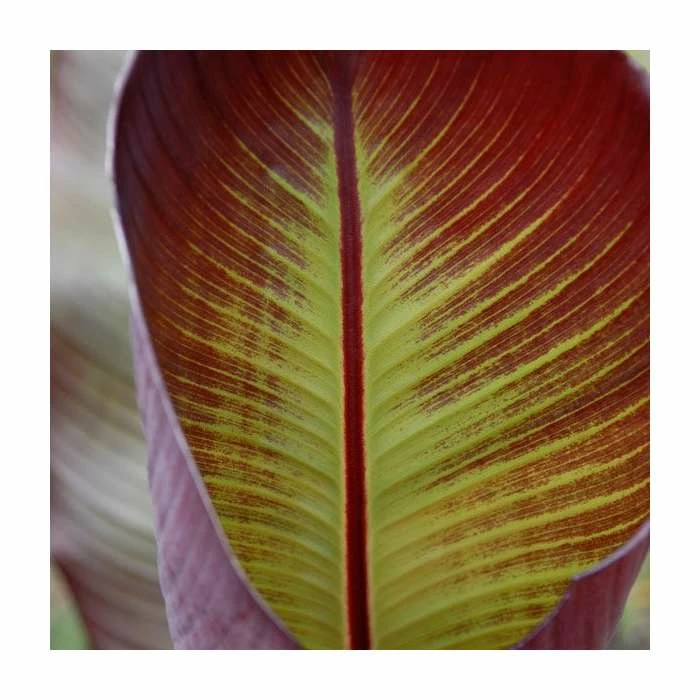 Ensete ventricosum 'Maurelii' | 3L Pot 4 Ensete ventricosum 'Maurelii' | 3L Pot - Image 2