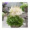 Astilbe 'Happy Spirit' | 3L Pot 1 Astilbe 'Happy Spirit' | 3L Pot -Cheap July Plants Store P50204 main image e46b
