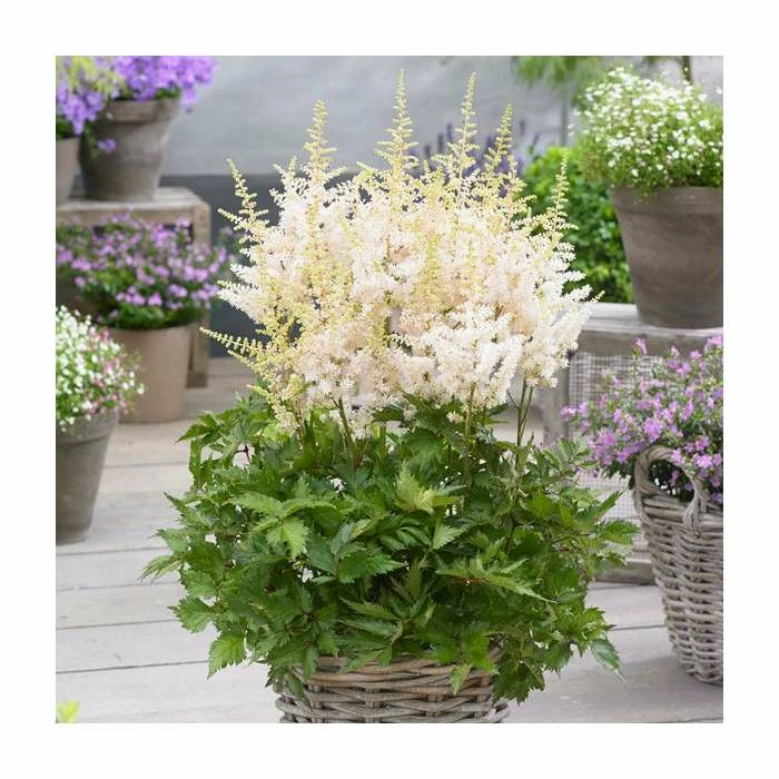 Astilbe 'Happy Spirit' | 3L Pot 3 Astilbe 'Happy Spirit' | 3L Pot