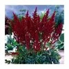 Astilbe 'Red Sentinel' | 3L Pot -Cheap July Plants Store P50205 main image a74d