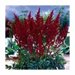 Astilbe 'Red Sentinel' | 3L Pot