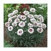 Dianthus Scented 'Coconut Sundae' | 2L Pot 1 Dianthus Scented 'Coconut Sundae' | 2L Pot -Cheap July Plants Store P50208 main image 8d05