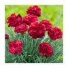 Dianthus Scented 'Passion' | 2L Pot 2 Dianthus Scented 'Passion' | 2L Pot -Cheap July Plants Store P50209 main image c4c8