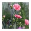 Dianthus Scented 'Romance' | 2L Pot