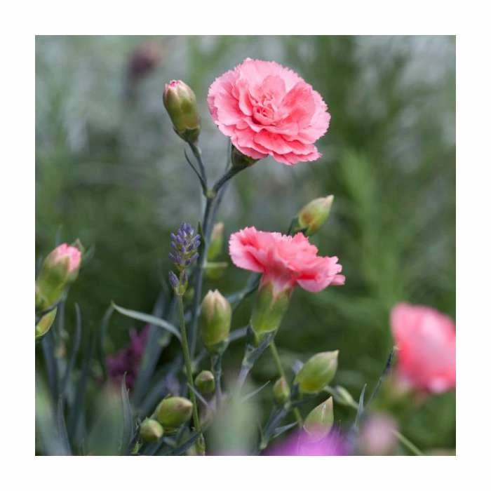 Dianthus Scented 'Romance' | 2L Pot 3 Dianthus Scented 'Romance' | 2L Pot