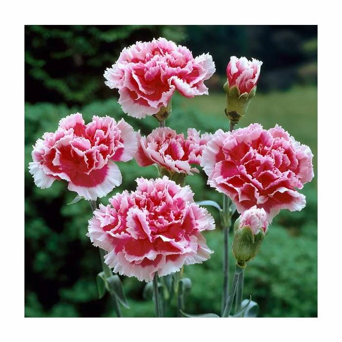 Dianthus Scented 'Sugar Plum' | 2L Pot 3 Dianthus Scented 'Sugar Plum' | 2L Pot