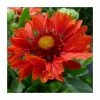 Gaillardia 'Celebrations' | 3L Pot 1 Gaillardia 'Celebrations' | 3L Pot -Cheap July Plants Store P50218 main image 4b66