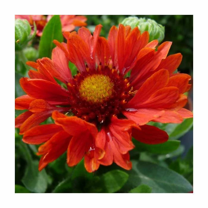 Gaillardia 'Celebrations' | 3L Pot 3 Gaillardia 'Celebrations' | 3L Pot
