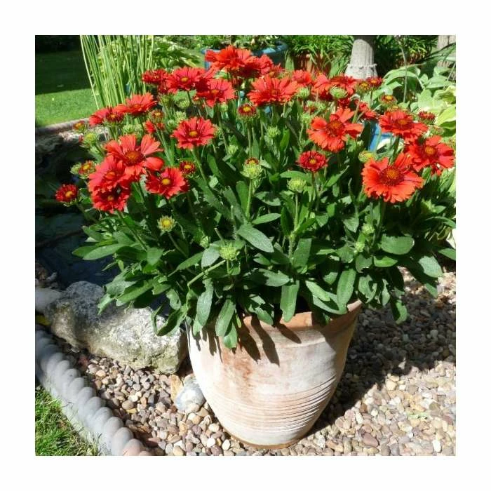 Gaillardia 'Celebrations' | 3L Pot 4 Gaillardia 'Celebrations' | 3L Pot - Image 2