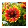 Gaillardia × grandiflora 'Sunset Flash' | Blanket Flower 2 Gaillardia × grandiflora 'Sunset Flash' | Blanket Flower -Cheap July Plants Store P50219 main image 5920