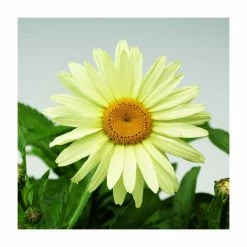 Leucanthemum 'Broadway Lights' | 3L Pot