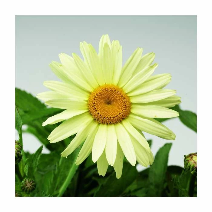 Leucanthemum 'Broadway Lights' | 3L Pot 3 Leucanthemum 'Broadway Lights' | 3L Pot