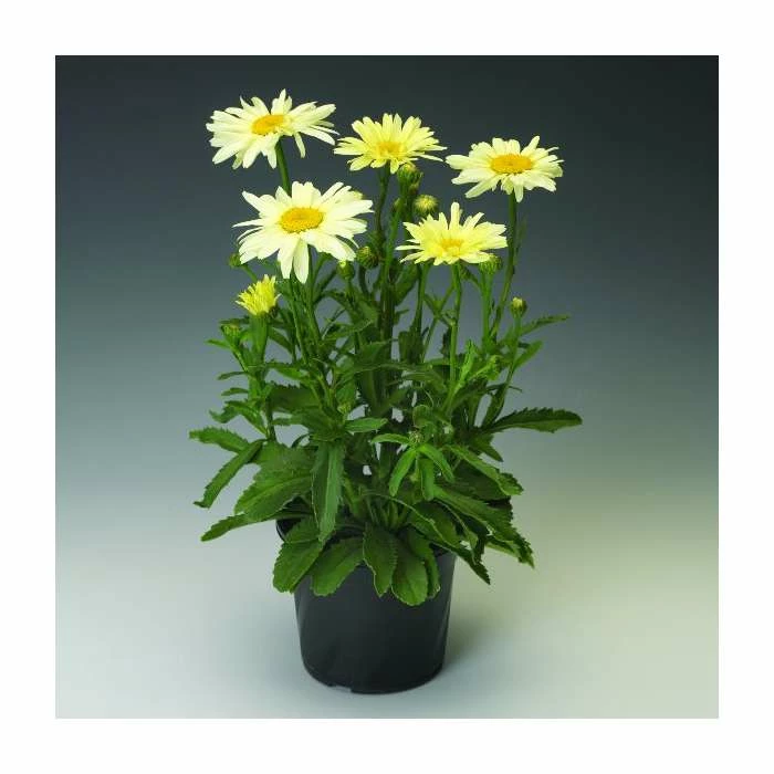 Leucanthemum 'Broadway Lights' | 3L Pot 4 Leucanthemum 'Broadway Lights' | 3L Pot - Image 2
