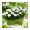 Leucanthemum 'Cloud Cumulus' | 3L Pot 1 Leucanthemum 'Cloud Cumulus' | 3L Pot -Cheap July Plants Store P50223 main image ed03