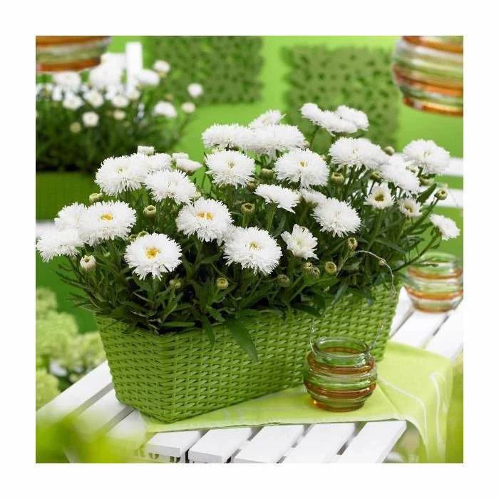 Leucanthemum 'Cloud Cumulus' | 3L Pot 3 Leucanthemum 'Cloud Cumulus' | 3L Pot