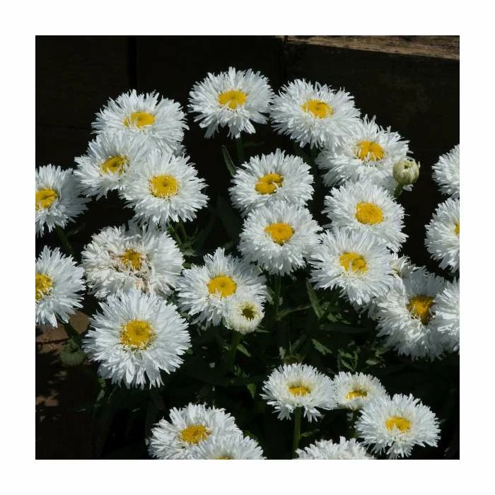 Leucanthemum 'Cloud Cumulus' | 3L Pot 4 Leucanthemum 'Cloud Cumulus' | 3L Pot - Image 2