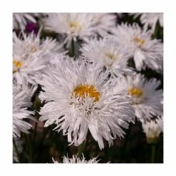 Leucanthemum 'Sante' | 3L Pot