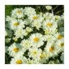 Leucanthemum 'Victorian Secret' | 3L Pot -Cheap July Plants Store P50225 main image 3c4f
