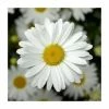 Leucanthemum 'Western Star Taurus' | 3L Pot