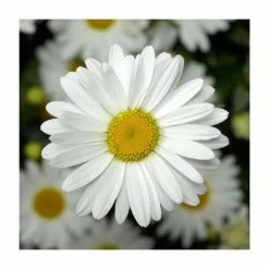 Leucanthemum 'Western Star Taurus' | 3L Pot