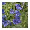 Penstemon 'Electric Blue' | 2L Pot -Cheap July Plants Store P50228 main image 75ae