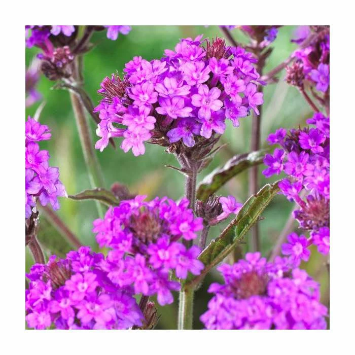 Verbena rigida | Slender Vervain 3 Verbena rigida | Slender Vervain