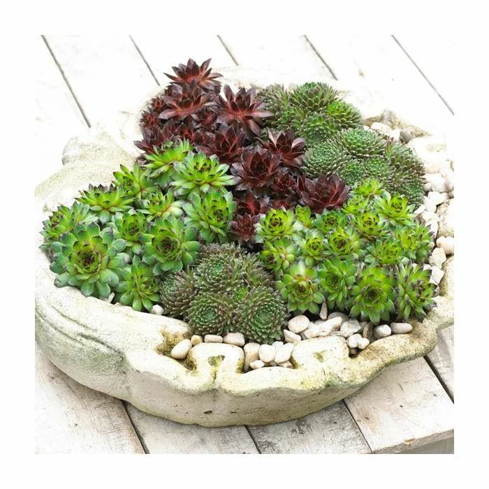 6 x Semperviren Plants | Architectural Succulents Collection | 10.5cm Pots 3 6 x Semperviren Plants | Architectural Succulents Collection | 10.5cm Pots