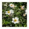 Anemone 'Elfin Swan' | 3L Pot -Cheap July Plants Store P50302 main image 4fd7