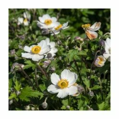 Anemone 'Elfin Swan' | 3L Pot