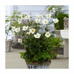 Anemone 'Honorine Jobert' | 3L Pot