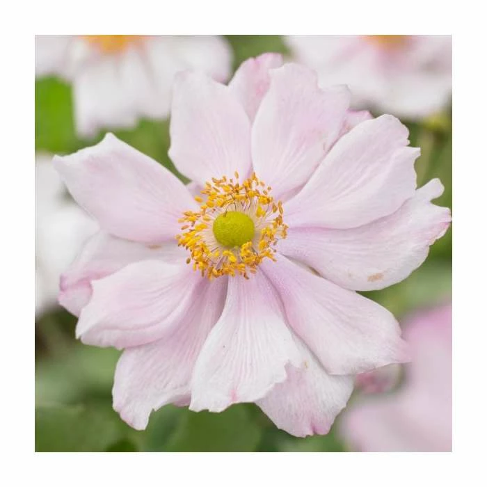 Anemone 'Queen Charlotte' | 3L Pot 3 Anemone 'Queen Charlotte' | 3L Pot