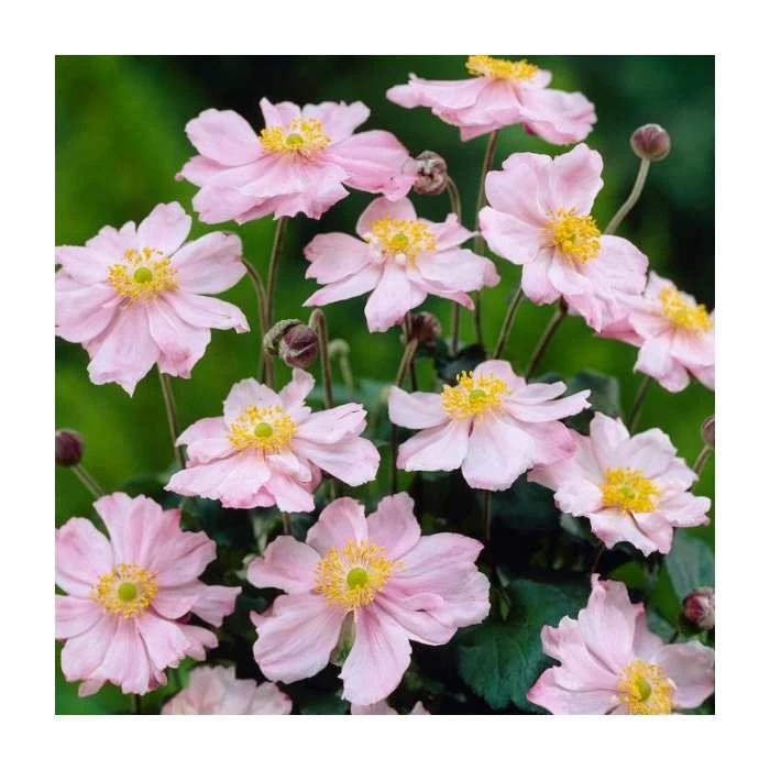 Anemone 'Queen Charlotte' | 3L Pot 4 Anemone 'Queen Charlotte' | 3L Pot - Image 2