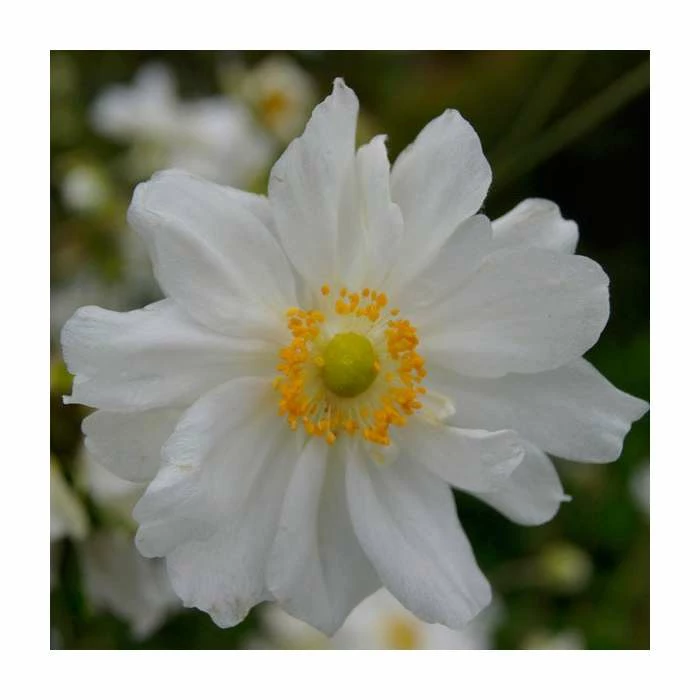 Anemone 'Ruffled Swan' | 3L Pot 3 Anemone 'Ruffled Swan' | 3L Pot