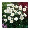 Anemone 'Whirlwind' | 3L Pot 1 Anemone 'Whirlwind' | 3L Pot -Cheap July Plants Store P50312 main image 1ac7
