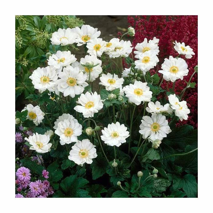 Anemone 'Whirlwind' | 3L Pot 3 Anemone 'Whirlwind' | 3L Pot