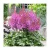 Astilbe 'Purple Rain' | 3L Pot -Cheap July Plants Store P50313 main image 6f3f