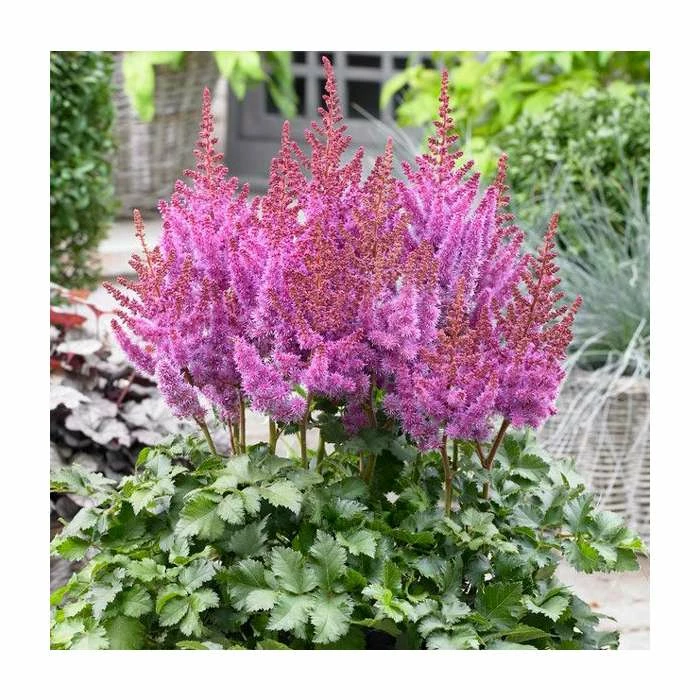 Astilbe 'Purple Rain' | 3L Pot 3 Astilbe 'Purple Rain' | 3L Pot