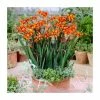 10 Crocosmia 'Emily McKenzie' Bulbs | Top Size 2 10 Crocosmia 'Emily McKenzie' Bulbs | Top Size -Cheap July Plants Store P50317 main image eb17 7735